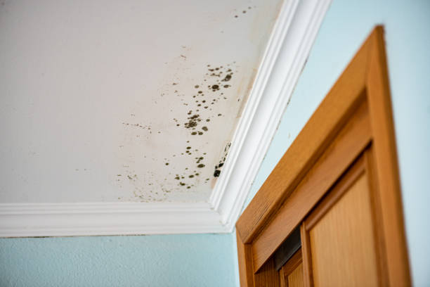 Crawl Space Mold Removal in El Dorado, AR